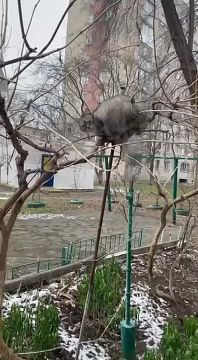 ���� ���������, ��� ������ � ������������� ���������