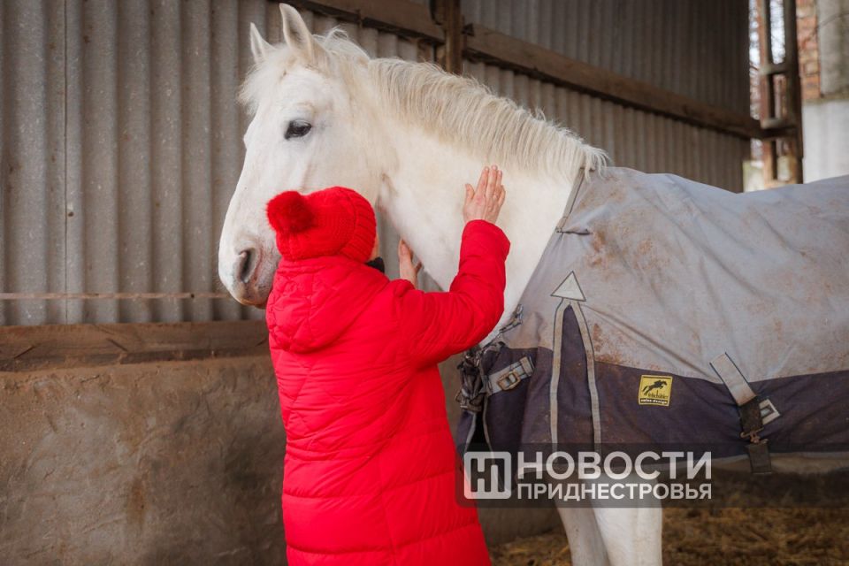 Конь в пальто. Последние недели в Приднестровье были очень холодными – до -19°C, шёл снег и дороги покрывались льдом