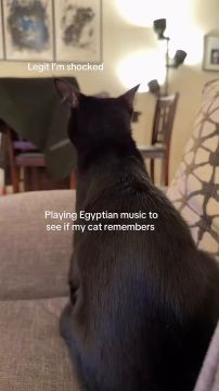 Если включить коту египетскую музыку, то он может вспомнить своё прошлое, в котором он был могущественным богом