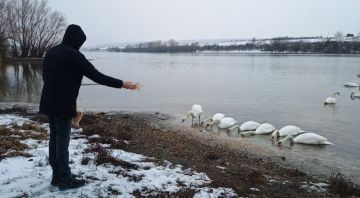 Дубоссарцы в морозные дни подкармливают лебедей