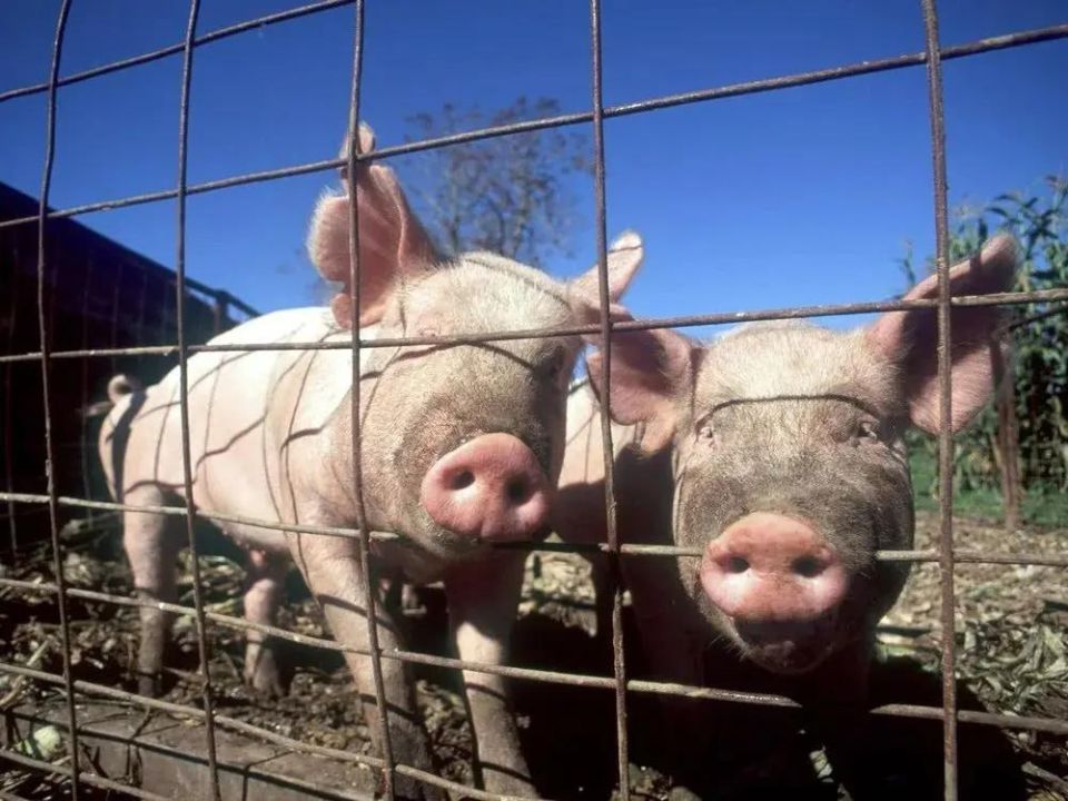 Вспышку африканской чумы свиней зафиксировали в молдавском селе Талмаза Штефан - Водского района