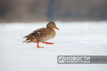 Желтый код метеоопасности ввели синоптики в Приднестровье