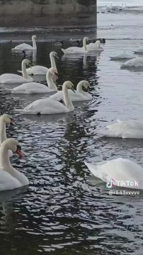 Тем временем под рыбницким мостом на Вальченко собрались лебеди, чтоб поглазеть, как двуногие переживают гололёд
