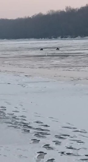 По Днестру скачут красавицы мохнатые и хвостатые