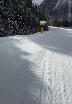 В Домбае волк устроил погоню за сноубордистом прямо на трассе