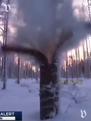 В США из-за морозов «взрываются» деревья: