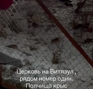 Кишинёвцы жалуются на нашествие крыс в центре города