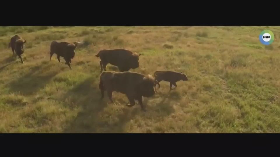 ����������� ��� ����������� ����� - ���