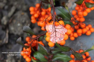 ������� ����!. ������� ������ �� �������, 26 ������