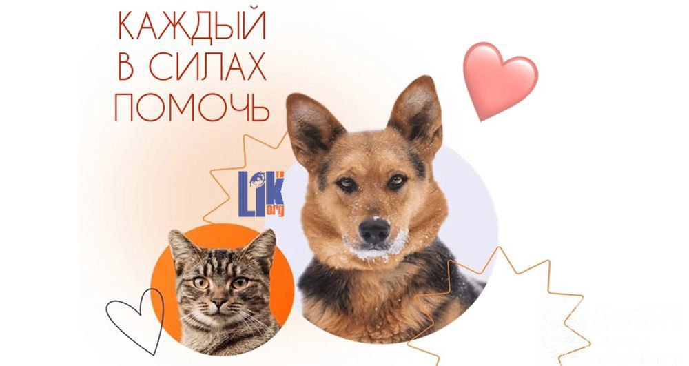 Рыбницкому центру животных срочно нужна помощь!