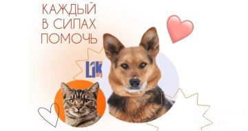 Рыбницкому центру животных срочно нужна помощь!