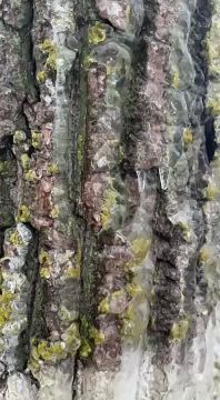 Куски льда сыплются с деревьев на трассе возле клеверного моста в 10 км от Тирасполя