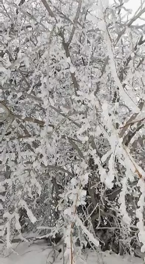 В Рашково деревья серьёзно обледенели