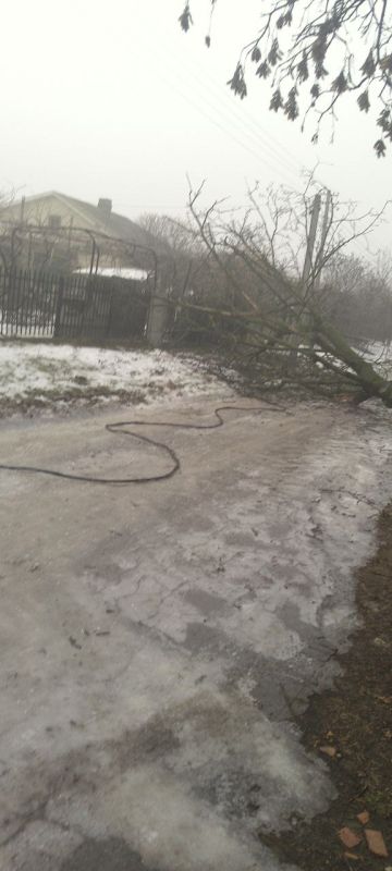 Сегодня в Дубоссарах из-за сильного обледенения прямо у калитки в дом нашего собкора упало огромное дерево