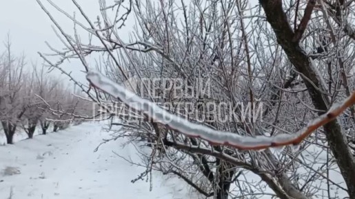 Ледяные сады в Гидириме (Рыбницкий район) – урожай под угрозой