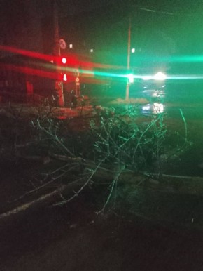 На улице Ленина, 3 в Рыбнице, рядом с больницей, упавшее дерево перекрыло движение