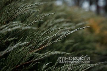 До 20 °C ожидается в Приднестровье на следующей неделе — Гидрометцентр