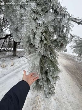 «Деревья в режиме: хрустально красиво»
