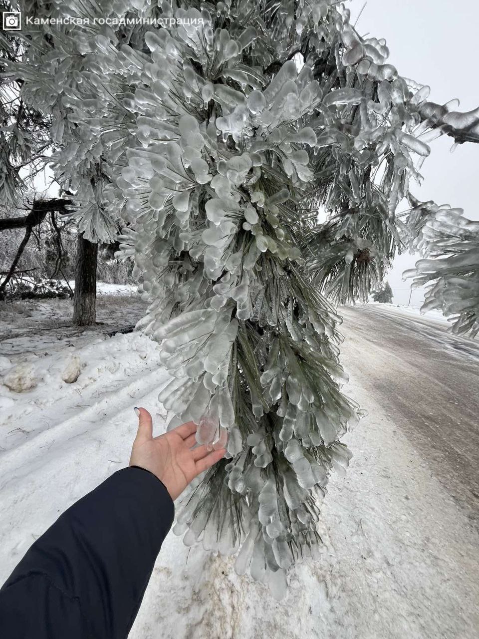 «Деревья в режиме: хрустально красиво»