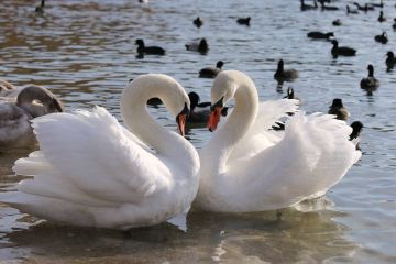 Создать на берегу Днестра орнитологический заповедник – поручение Президента госадминистрациям Бендер и Слободзеи