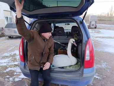 Еще один белый лебедь теперь живет в конном клубе «Диамант»