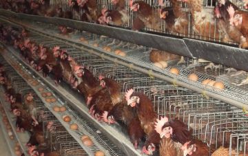 Новый очаг птичьего гриппа в соседней стране