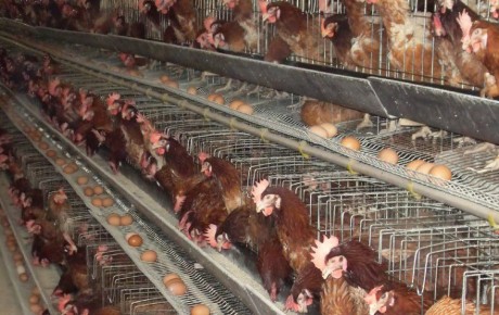 ����� ���� �������� ������ � �������