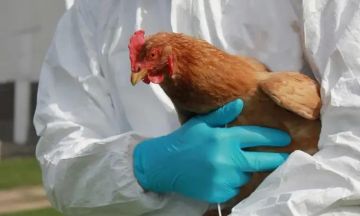 Новый очаг птичьего гриппа нашли в Криулянах