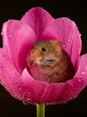 ������ ���: ����������� � ������� ������ � ��������� ������������