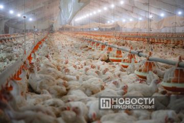 В Молдове — новые очаги птичьего гриппа