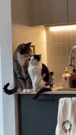 Сегодня отмечается Международный день нежности