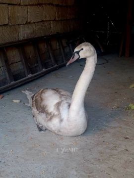 Молодой лебедь забрался на участок жителей села Делакеу