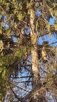 Пока приднестровские термометры выбирали самый холодный день, совы в ержовском садике грелись на солнышке