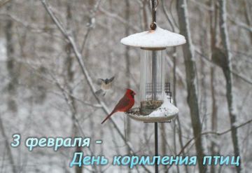 3 февраля – День кормления птиц