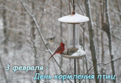 3 февраля – День кормления птиц