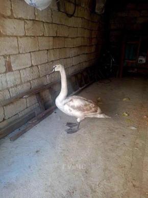 Вот такой незваный красавец-гость забрался на участок жителей села Делакеу в Григориопольском районе в эти выходные