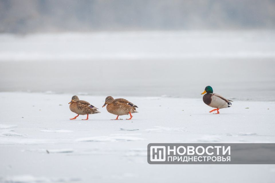 ������ ������� �������� � ��������� ���������� �������, � ������� ������� ���� � �������� �������