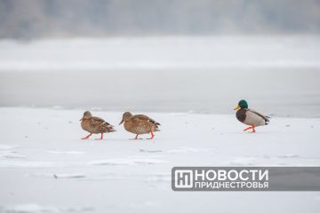 ������ ������� �������� � ��������� ���������� �������, � ������� ������� ���� � �������� �������