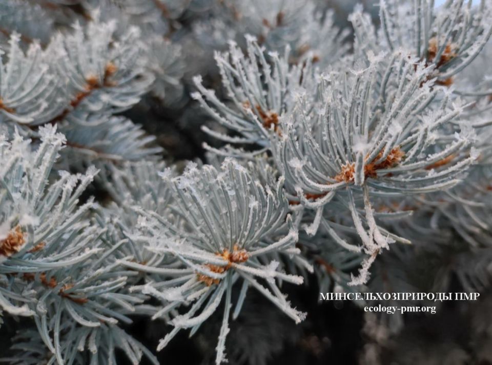 ������ ������ �� �������� ����������� �������������