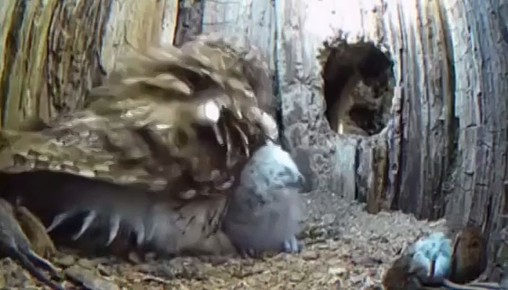 ������������ ���������, ���� ���������� ������� ������ �� ����� � ��������� �� ������ ���� �� �������-�����