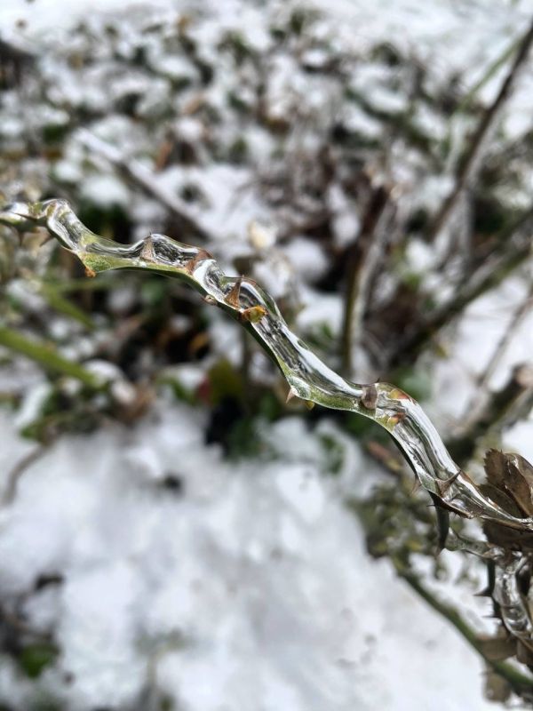 Ледяной февраль: веточки в хрустале