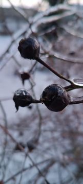 ������ ����� � � ���������� ������� ����