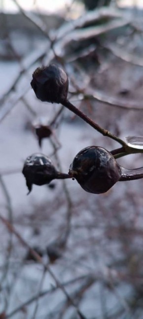 ���� ������� � ������ �����