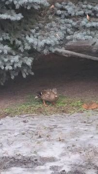 � ��������� ����� ���������� ���� �������� ����