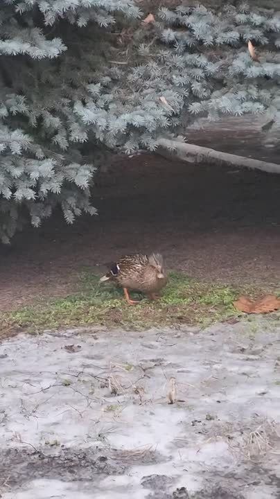 В Тирасполе возле городского суда заметили утку