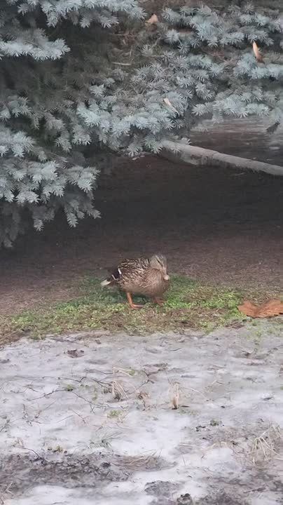 Утка у городского суда?. Неожиданно