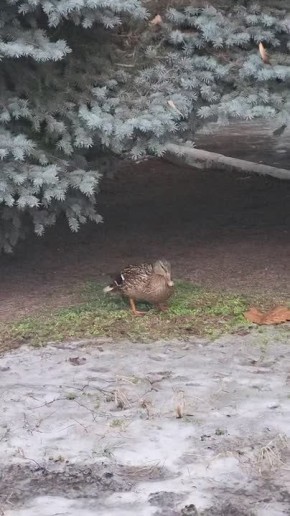 ���� � ���������� ����?. ����������