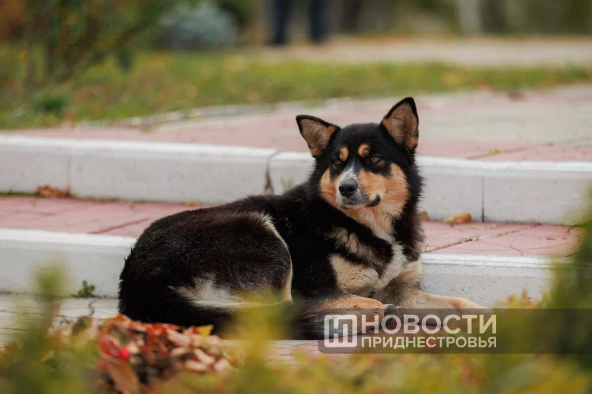 О проблеме бездомных животных, прежде всего собак, в Приднестровье говорят не первый год