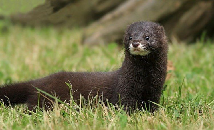 ������� �������� ����� - � ������ � �������� �����, ������� �� ������� �������� ����� � ���������