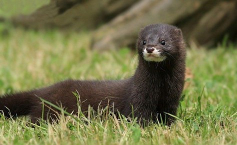 Рубрика «Красная книга» - о редких и уязвимых видах, которым всё труднее выживать рядом с человеком